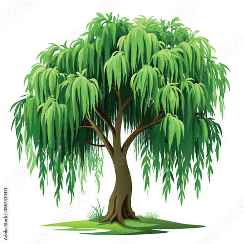 willow tree illustration
