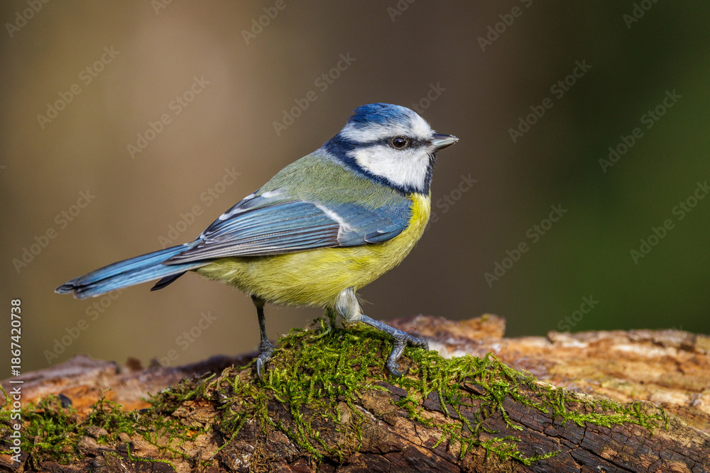 Obraz premium Blaumeise (Cyanistes caeruleus)