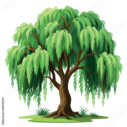 willow tree illustration