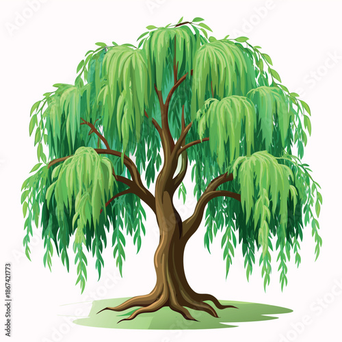 willow tree illustration