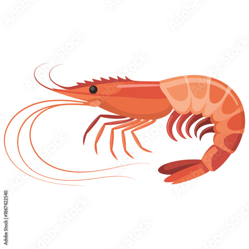 shrimp on white background