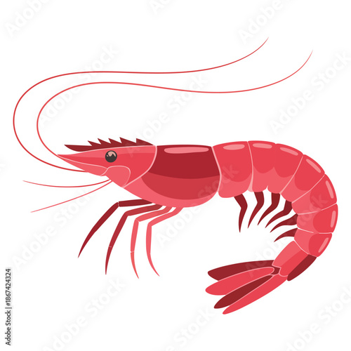 shrimp on white background