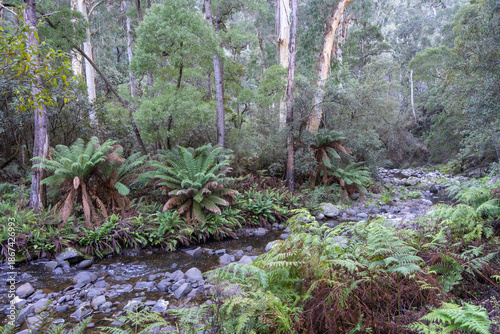 Tableau sur toile Cumberland River along Kalimna Falls trek, Great Ocean Road, Australia