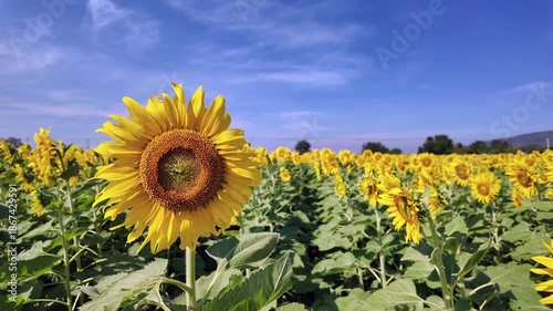 Sunflower in bloom swaying in the warm summer wind against the blue summer sky, at Lop Buri THAILAND. Ideal for nature, travel, and seasonal projects