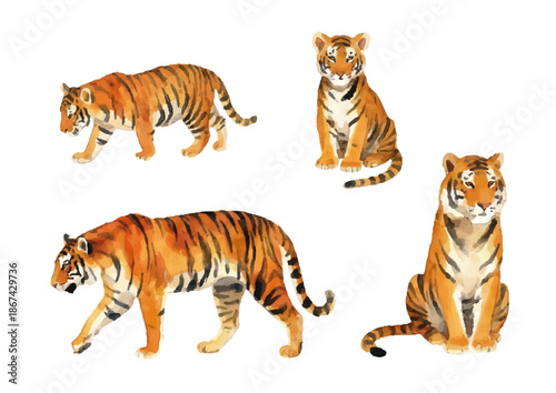 Watercolor-style tiger illustration／虎