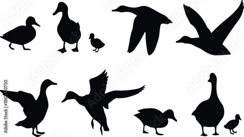 Silhouettes of ducks and geese in flight, walking, and standing poses including ducklings, ideal for wildlife and nature design.