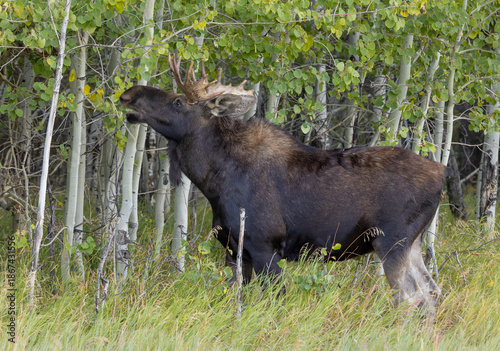 Bull Moose During the Rut in Grand Teton National Park Wyoming in Autumn