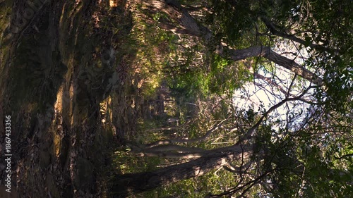 森の中の遊歩道と美しい木漏れ日の風景縦動画
