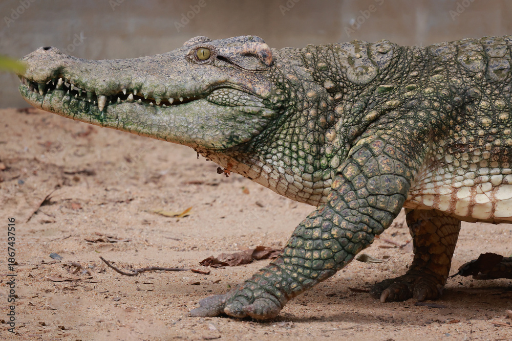Fototapeta premium The crocodile is walking river near canal