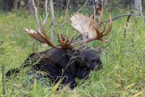 Bull Moose During the Rut in Grand Teton National Park Wyoming in Autumn