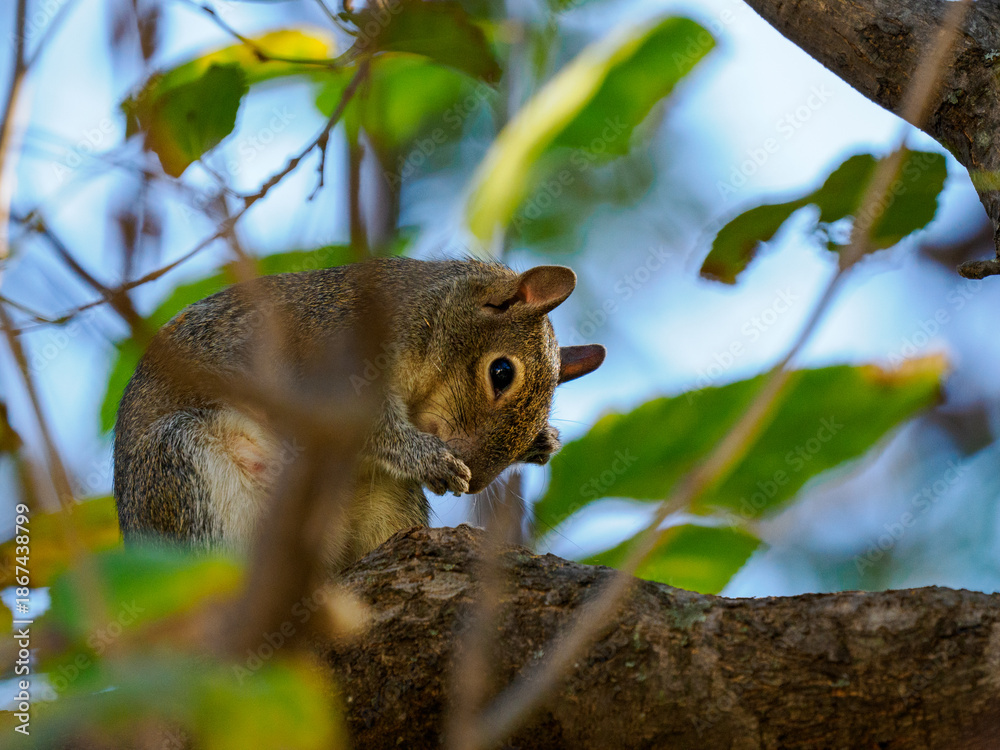 Obraz premium Ardilla