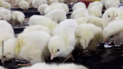A close-up of fluffy yellow chicks in a warm farm environment.