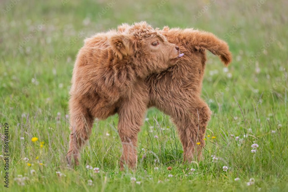 Fototapeta premium Highland calf in a field, close up