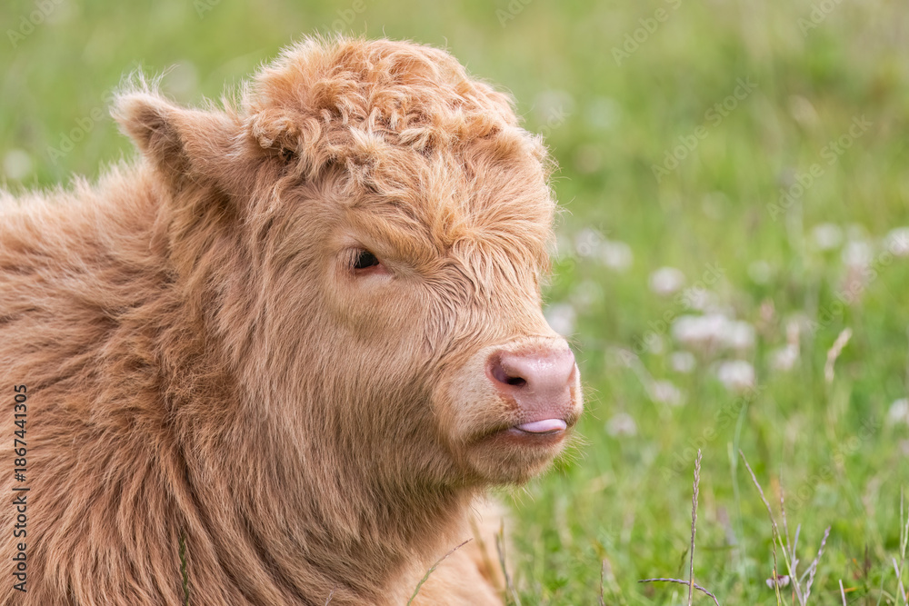 Fototapeta premium Highland calf in a field, close up