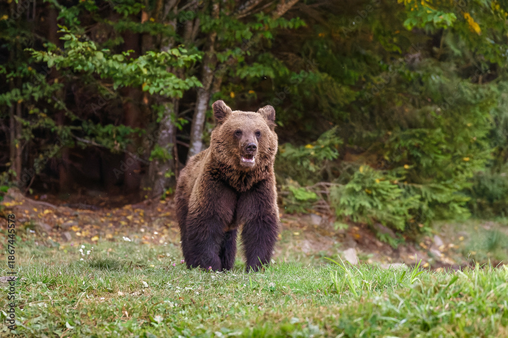 Fototapeta premium Braunbär kommt aus einem Wald in Rumänien