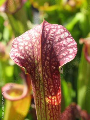 Zbliżenie na kaptury rośliny z gatunku sarracenia
