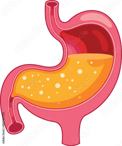 Vector illustration of a human stomach cross-section with gastric acid for medical anatomy and digestive health concepts.