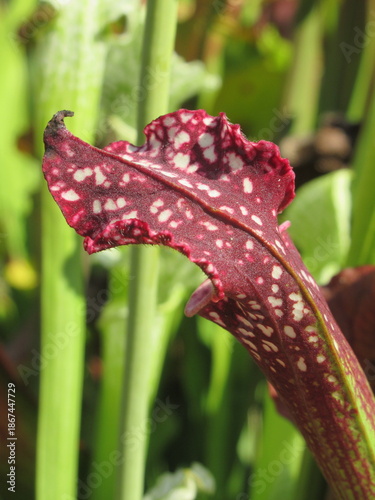 Zbliżenie na kaptury rośliny z gatunku sarracenia