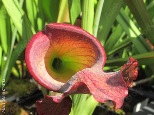 Zbliżenie na kaptury rośliny z gatunku sarracenia