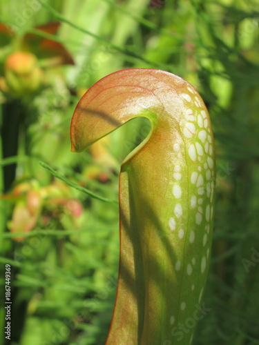 Zbliżenie na kaptury rośliny z gatunku sarracenia