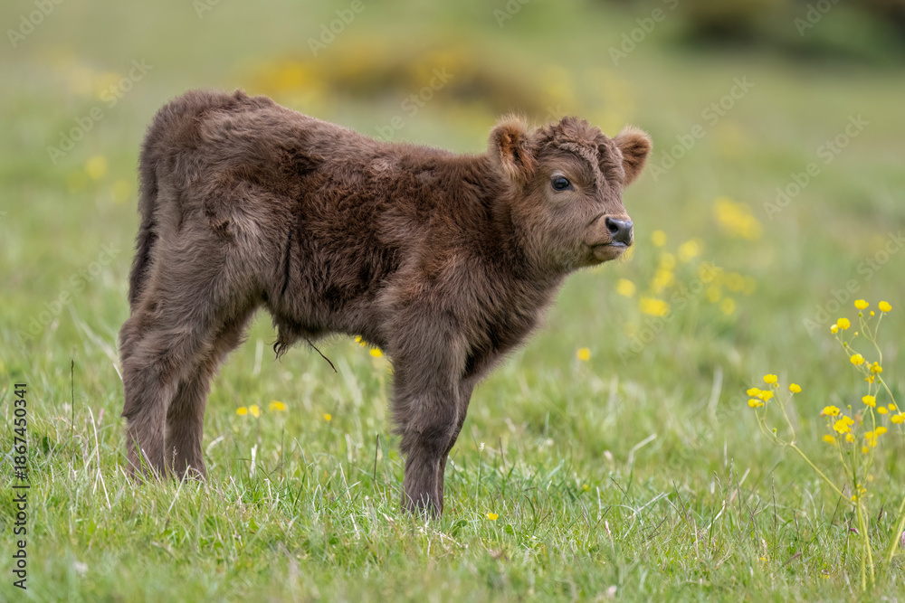 Fototapeta premium Highland calf in a field, close up