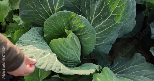 Green cabbages in growth at vegetable garden