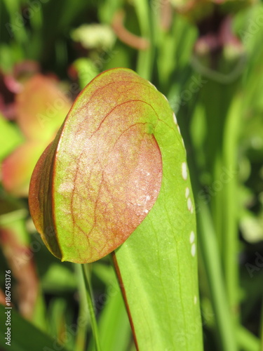 Zbliżenie na kaptury rośliny z gatunku sarracenia