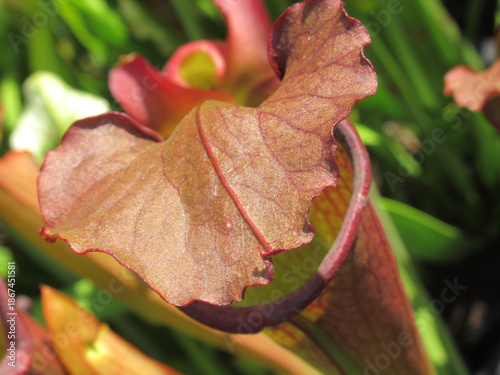 Zbliżenie na kaptury rośliny z gatunku sarracenia