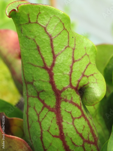 Zbliżenie na kaptury rośliny z gatunku sarracenia