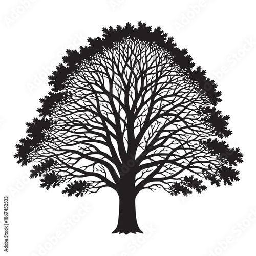 Detailed silhouette of a large deciduous tree with branches