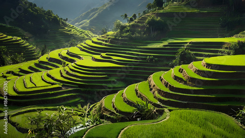 terraced rice fields, along with a view of light mist,