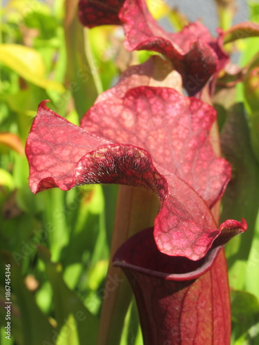 Zbliżenie na kaptury rośliny z gatunku sarracenia