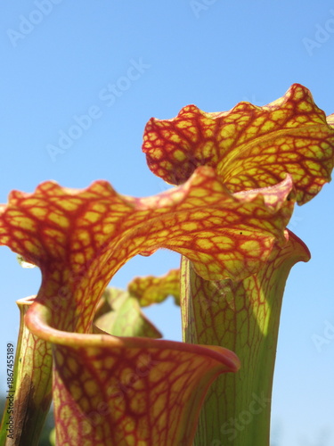 Zbliżenie na kaptury rośliny z gatunku sarracenia