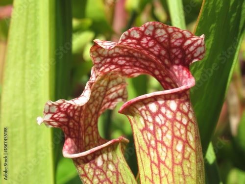 Zbliżenie na kaptury rośliny z gatunku sarracenia
