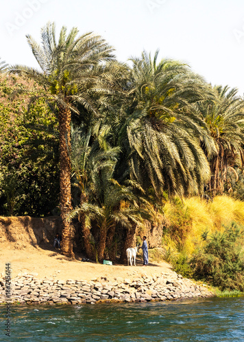 Tradycyjne życie nad Nilem w Egipcie – rolnik z osłem pod palmami daktylowymi na brzegu rzeki