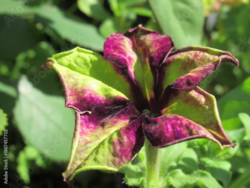 Zbliżenie na kwiat surfinii