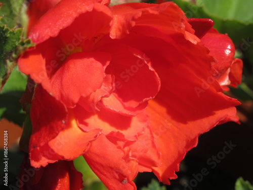 Zbliżenie na kwiat begonii