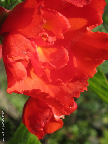 Zbliżenie na kwiat begonii