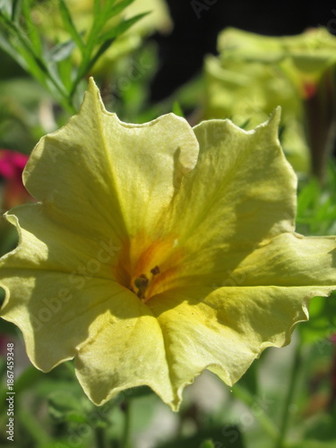 Zbliżenie na kwiat surfinii