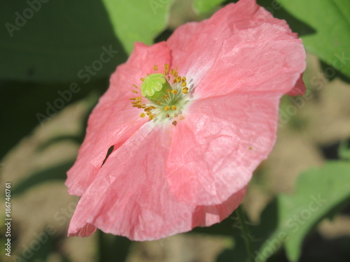 Zbliżenie na kwiat dzikiego maku