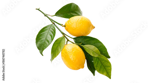 Lemons grow on a branch with green leaves against in a close-up view on a transparent background.