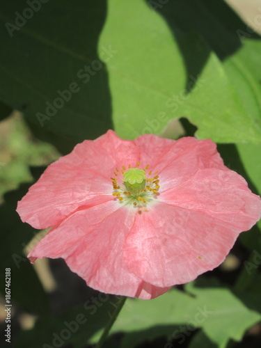 Zbliżenie na kwiat dzikiego maku