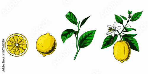 A botanical illustration depicting various stages of a lemon s growth and bloom