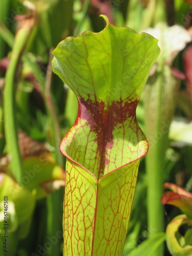 Zbliżenie na kaptury rośliny z gatunku sarracenia