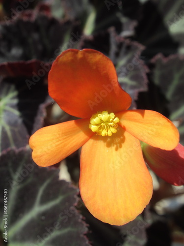 Zbliżenie na kwiat begonii