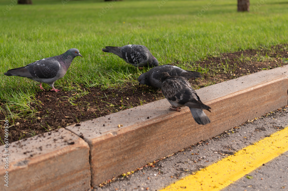 Obraz premium Pigeons peck at lawn seeds