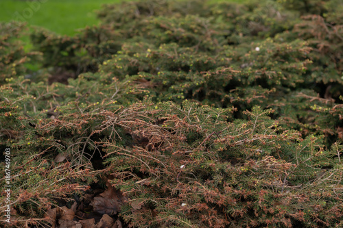 Wallpaper Mural Close-up of a coniferous shrub in spring Torontodigital.ca