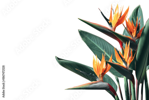 Bird of paradise flower with vibrant colors, showcasing its unique shape and beauty, isolated on transparent background