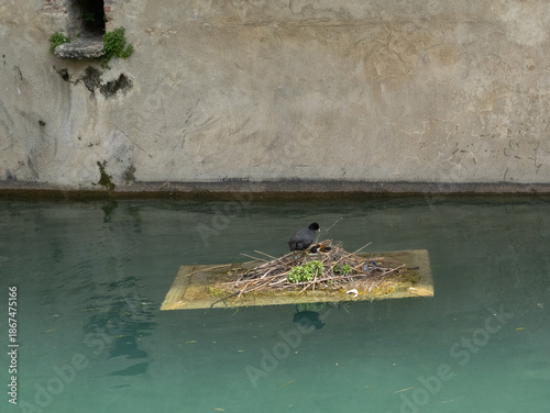 Canvastavla Black Bird With Chicks On Floating Platform In Water