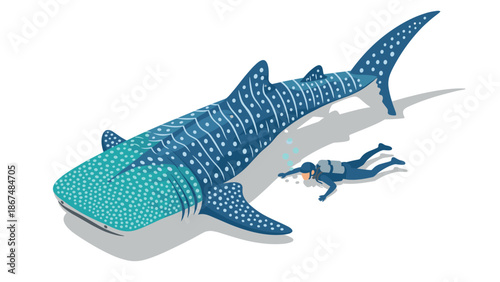 Isometric ocean adventure: diver swims beside giant whale shark encounter
